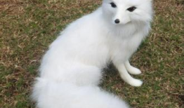 白狐动漫,探寻东方奇幻世界的奇幻之旅