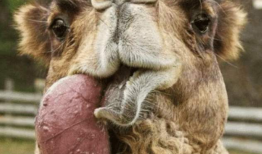 骆驼交配视频,自然繁衍的震撼瞬间